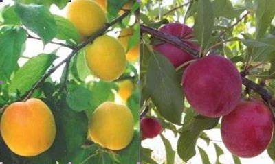 Frutales