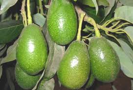 Palta